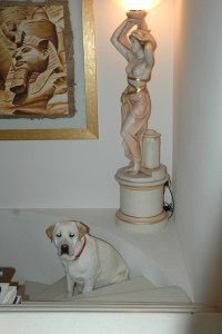 Il labrador Alex sulla scala.